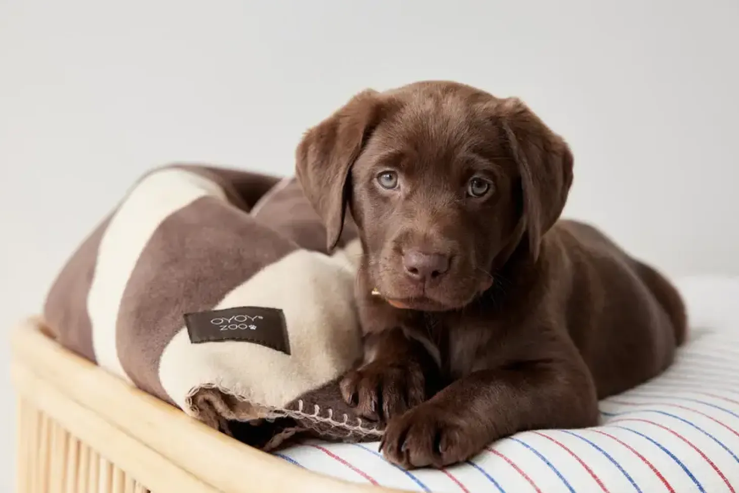 OYOY Zoo - Milo Ternet Hundepude - Small - Clay Melange